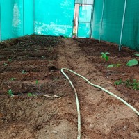 A Green House created on 9/2/2024 at Govt Girls Higher Secondary School. Hosur for planting Herbal plants